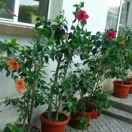 Hotel Paradise Madzharovo